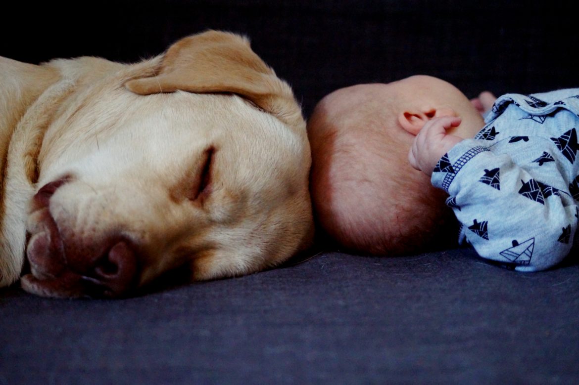 Pies i niemowlę.